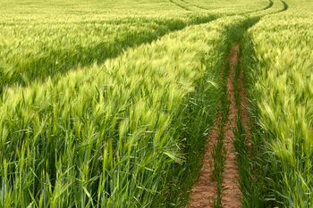 Spring barley field tramlines.jpg